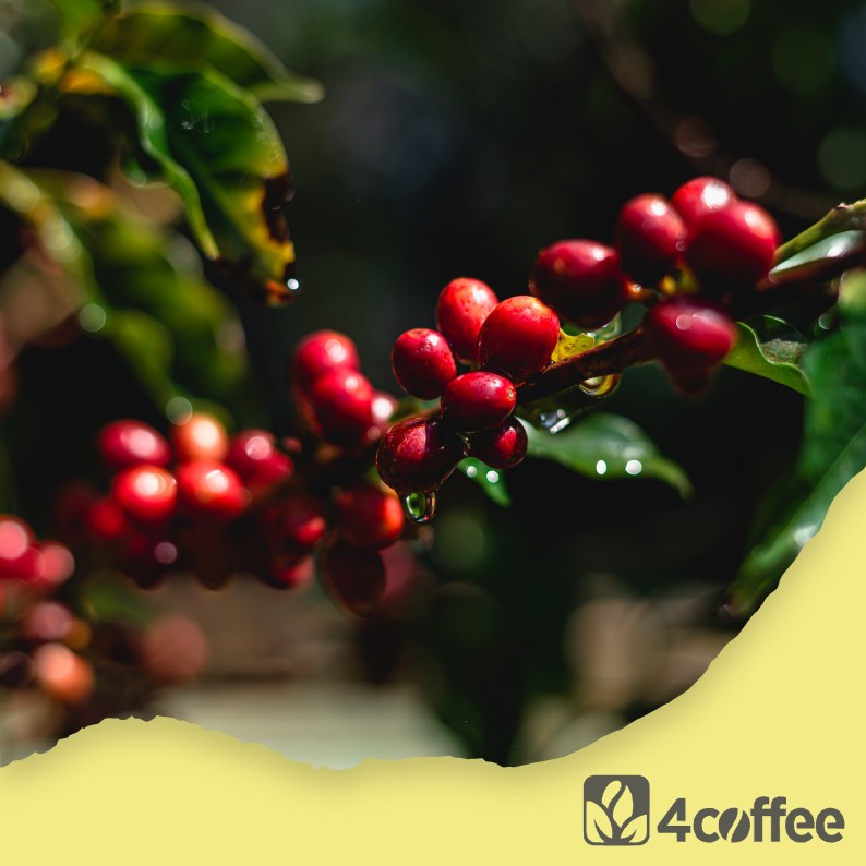 BRAZIL – Fazenda Lagoinha - peaberry - Obrázek 3