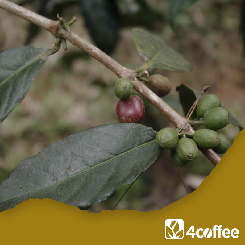 INDONESIA - Java GF Mount Patuha gr.1 - Obrázek 6