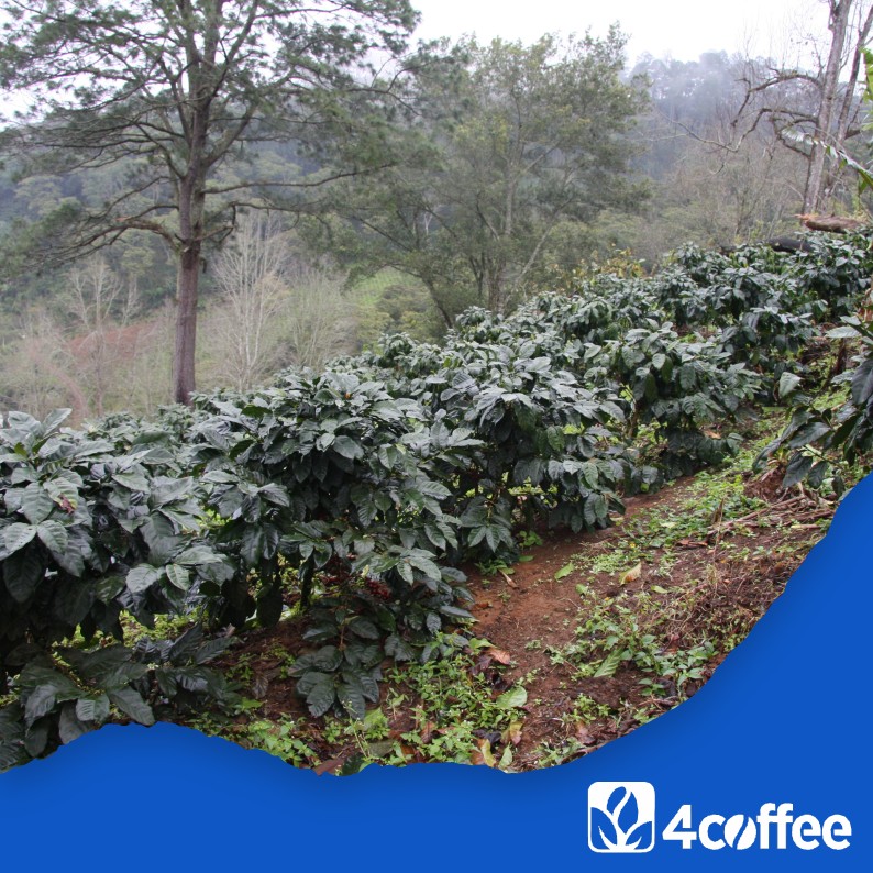 HONDURAS – Finca Cerro Azul - Obrázek 4