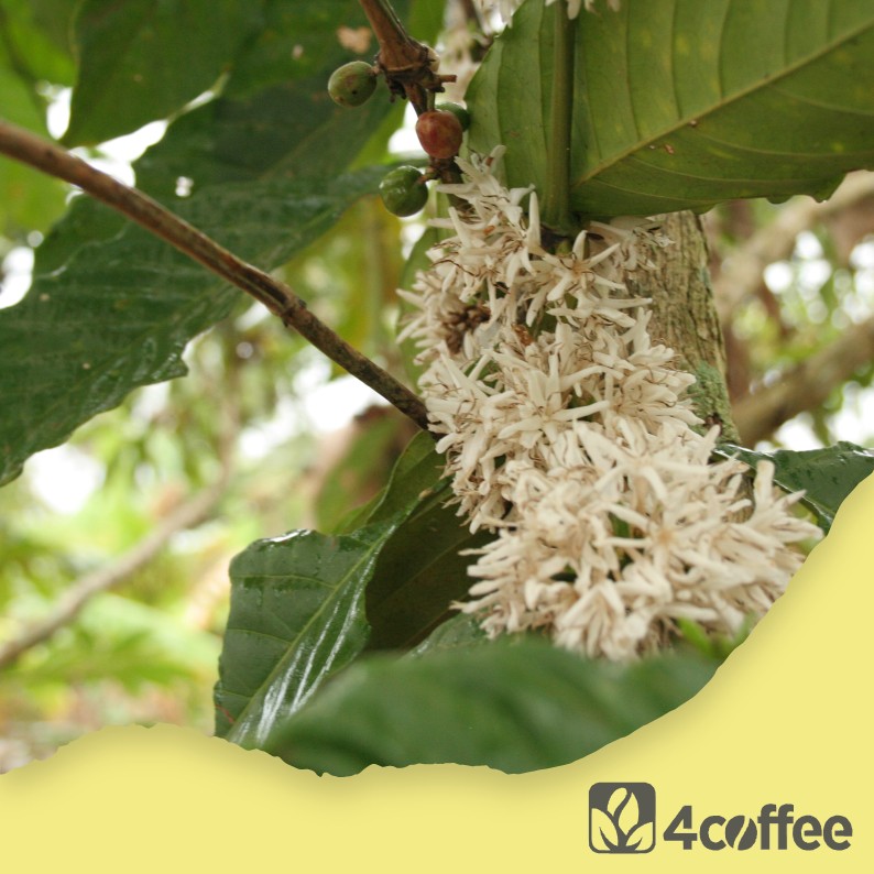 TANZANIA - Ngila Estate - natural - Obrázek 3